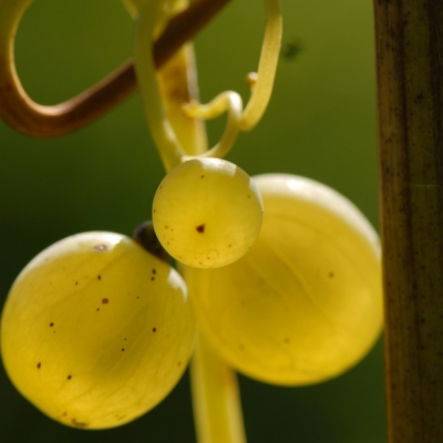 Silvaner ANT 1310